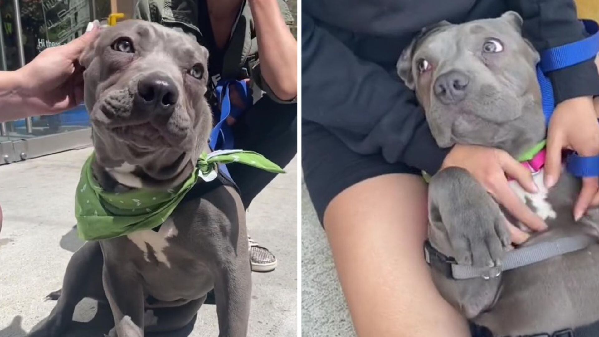 Ejemplo de una perra pitbull que fue abandonada y rescatada. Su historia se volvió viral. (Foto: Tiktok muddypawrescuenyc)