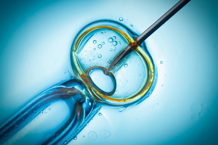 La fertilización in vitro es realizada en nitrógeno líquido a -196 grados Celsius por tiempo indefinido (Shutterstock)