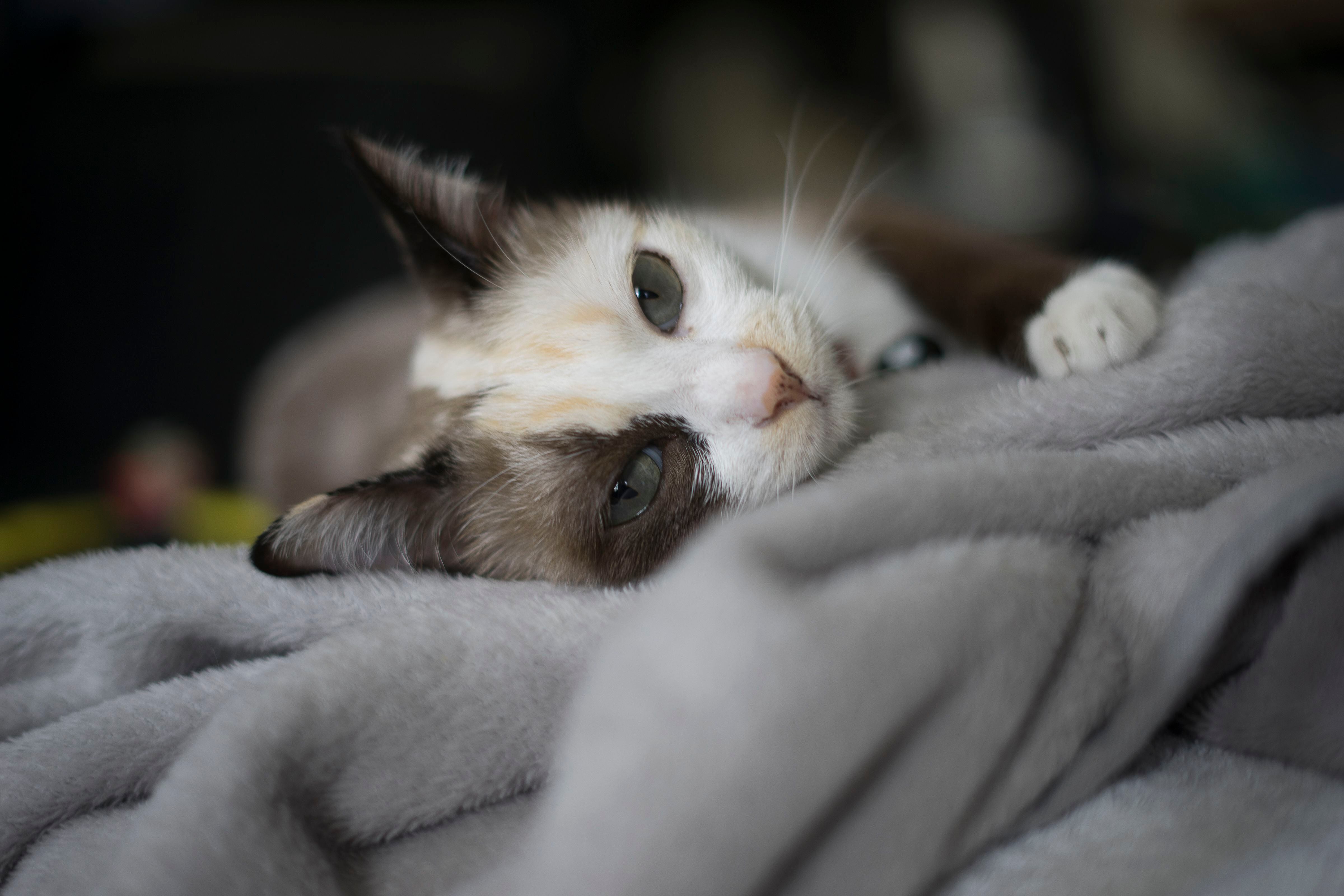 Algunos gatos pueden ser más independientes, mientras que otros pueden mostrar un mayor grado de dependencia y cercanía hacia sus cuidadores humanos (Getty)