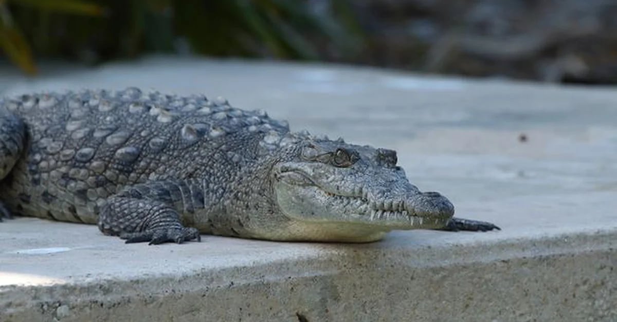 What can crocodiles and other tetrapods say about longevity?