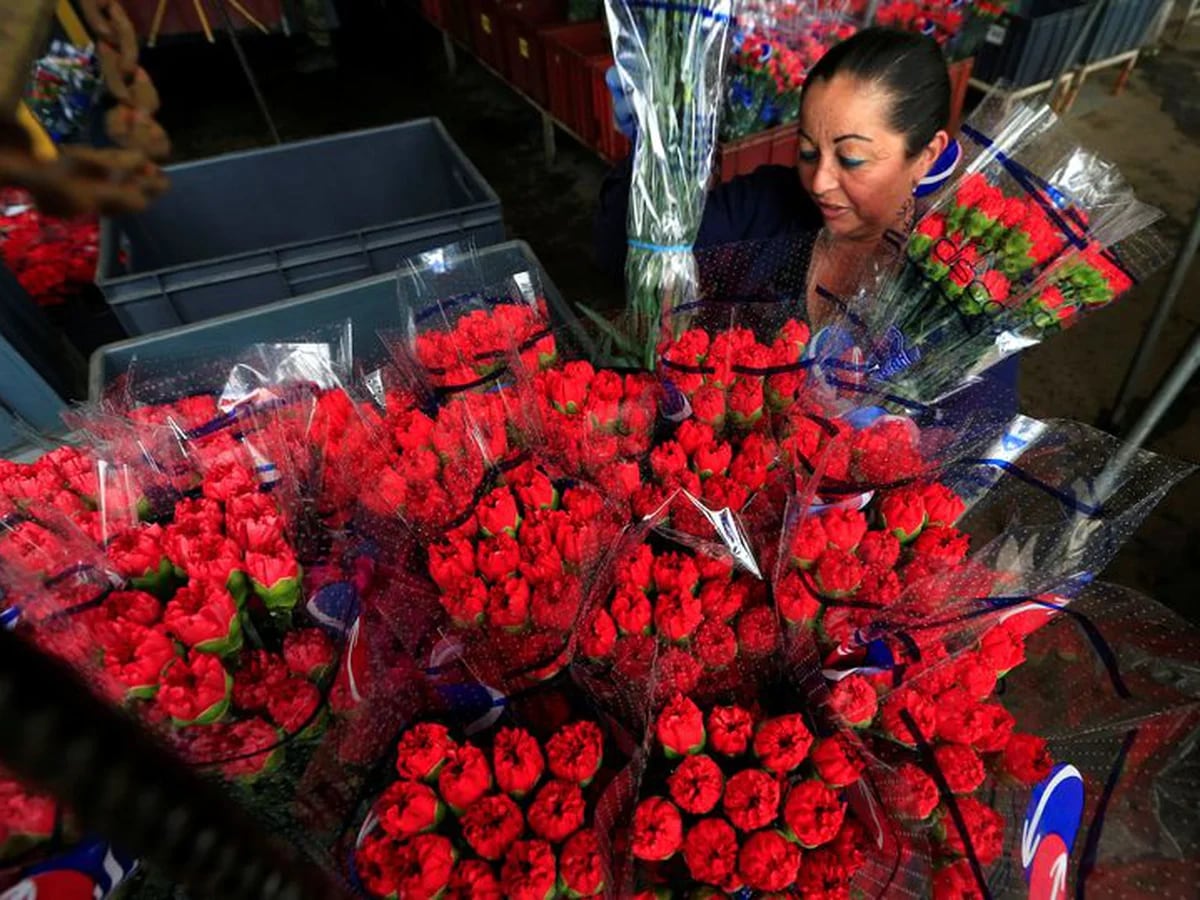 Flores colombianas se preparan para San Valentín después de registrar pico  histórico de exportaciones - Infobae