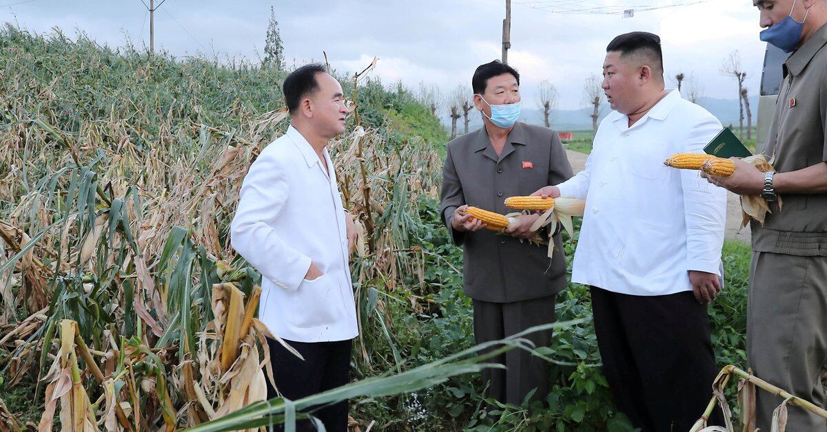 La escasez de Corea del Norte obliga a los maestros a cosechar sus raciones de papa: «Deberían estar en la escuela, pero están en el campo»