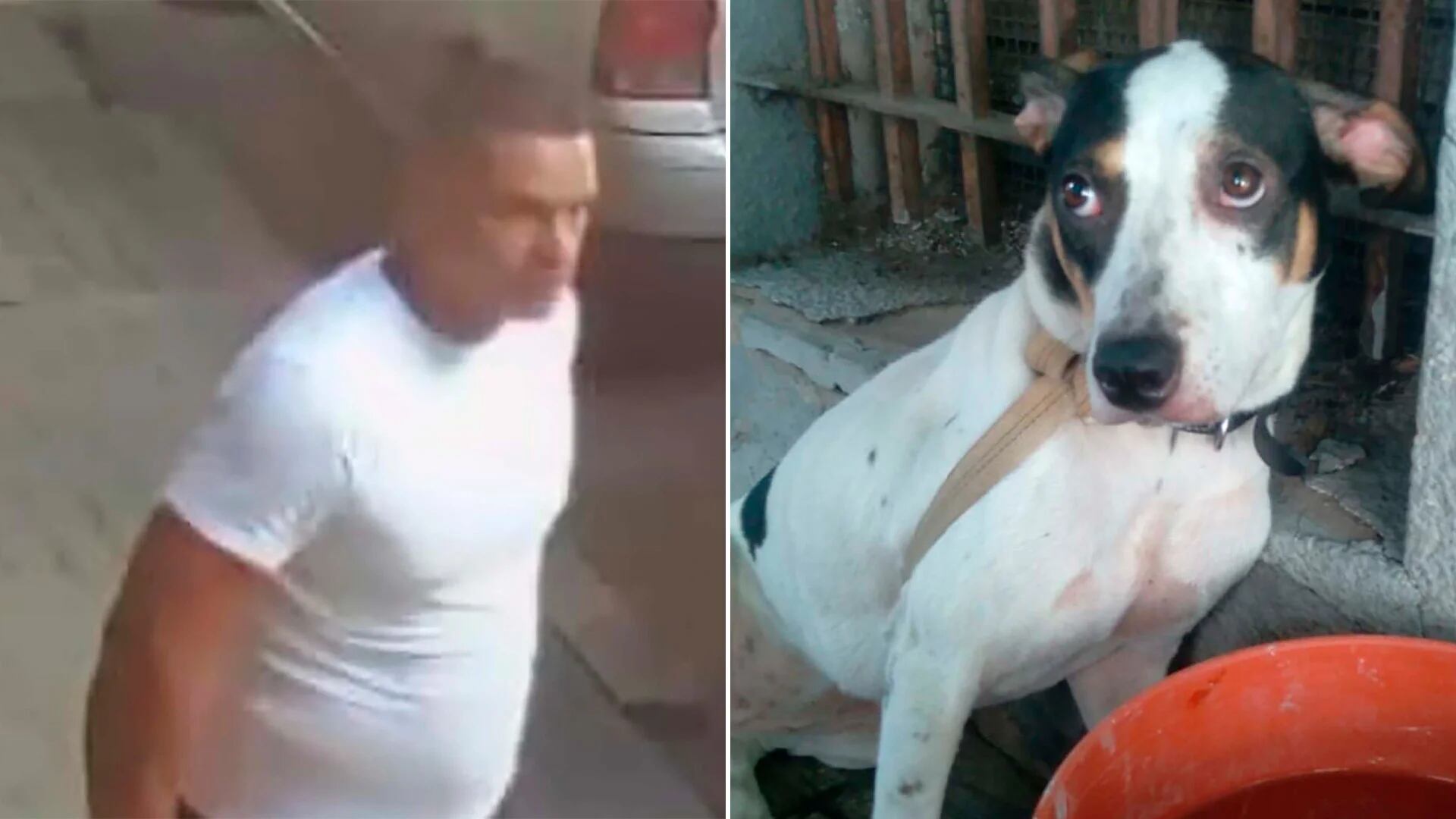 Sacó a pasear a su perra por Caballito, la ató a una reja, la abandonó y se hizo viral: vecinos le buscan un hogar a la mascota