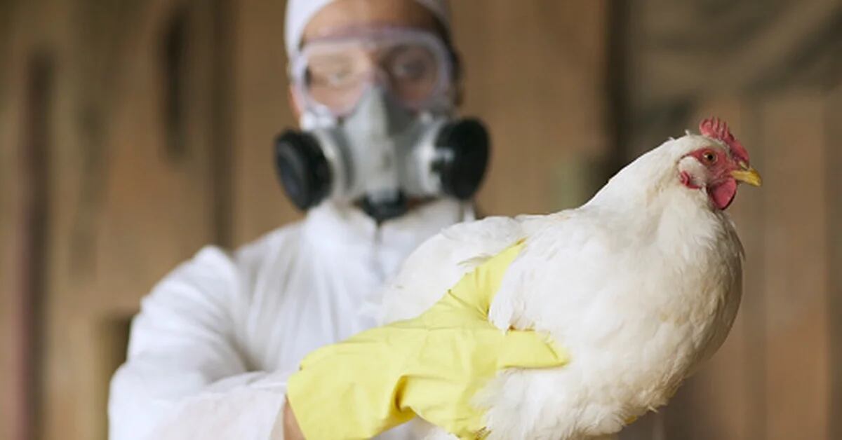 For the WHO, the risk of lasting transmission of avian flu between humans is still low