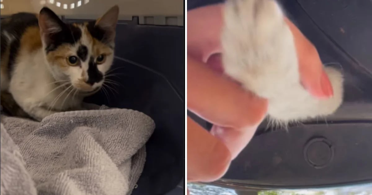 The cat that miraculously survived a hellish trip inside a car in New York