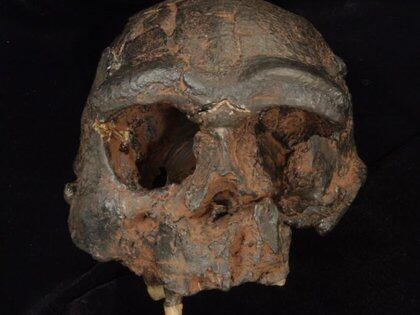 23/03/2021 Réplica del cráneo de Homo erectus de Java

POLITICA 

TRUSTEES OF NATURAL HISTORY MUSEUM.

