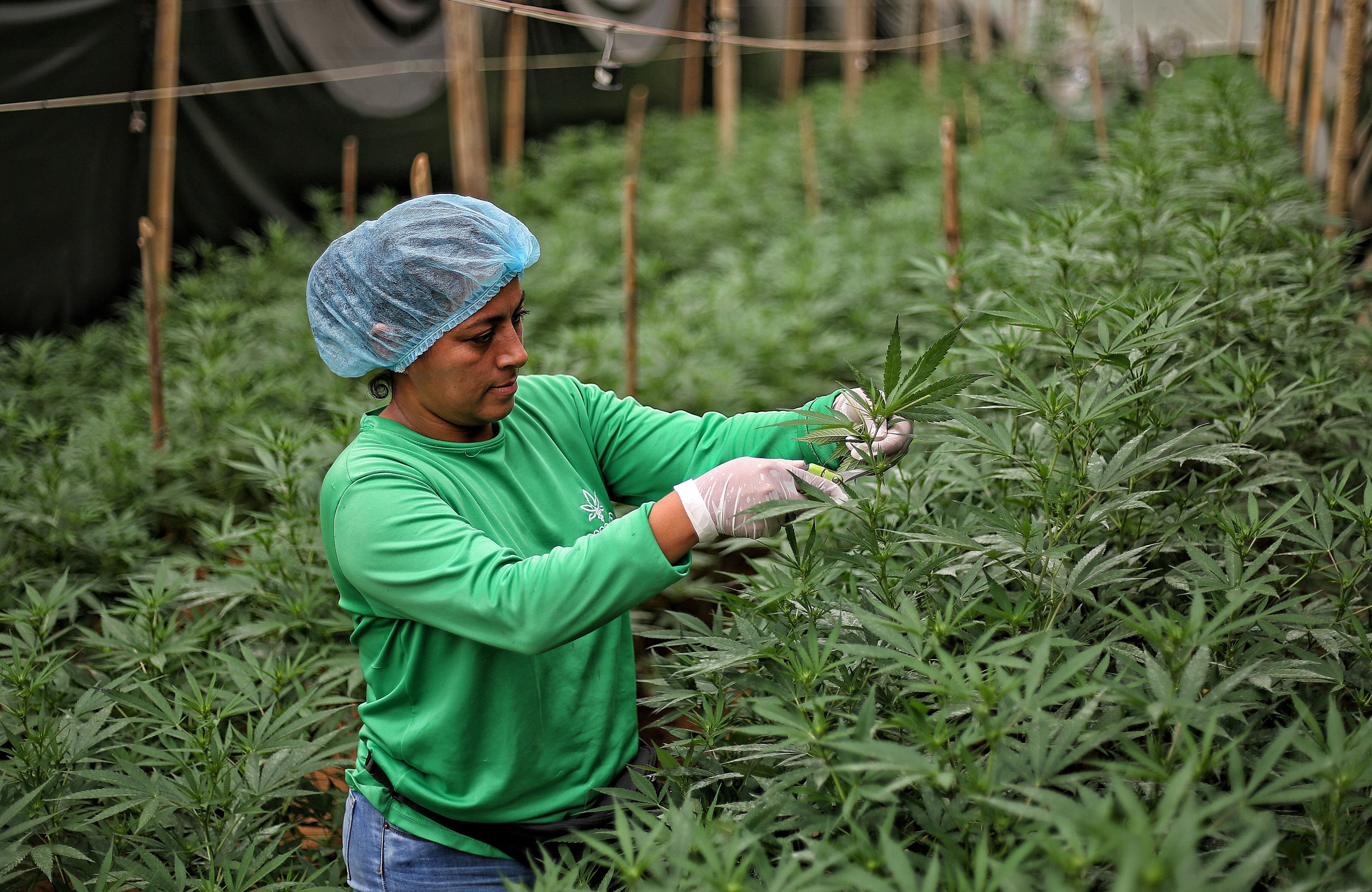 La medida, anticipada para beneficiar especialmente la industria del cannabis medicinal, podría llevar a una mayor inversión en investigación científica y desarrollo de productos en Colombia - crédito Mario Baos/EFE