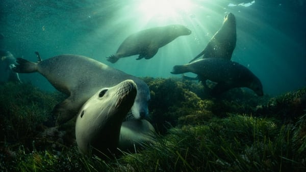 1984, Hopkins Island. David Doubilet consigue una imagen única: un grupo de leones marinos jugando en el fondo del mar (National Geographic)