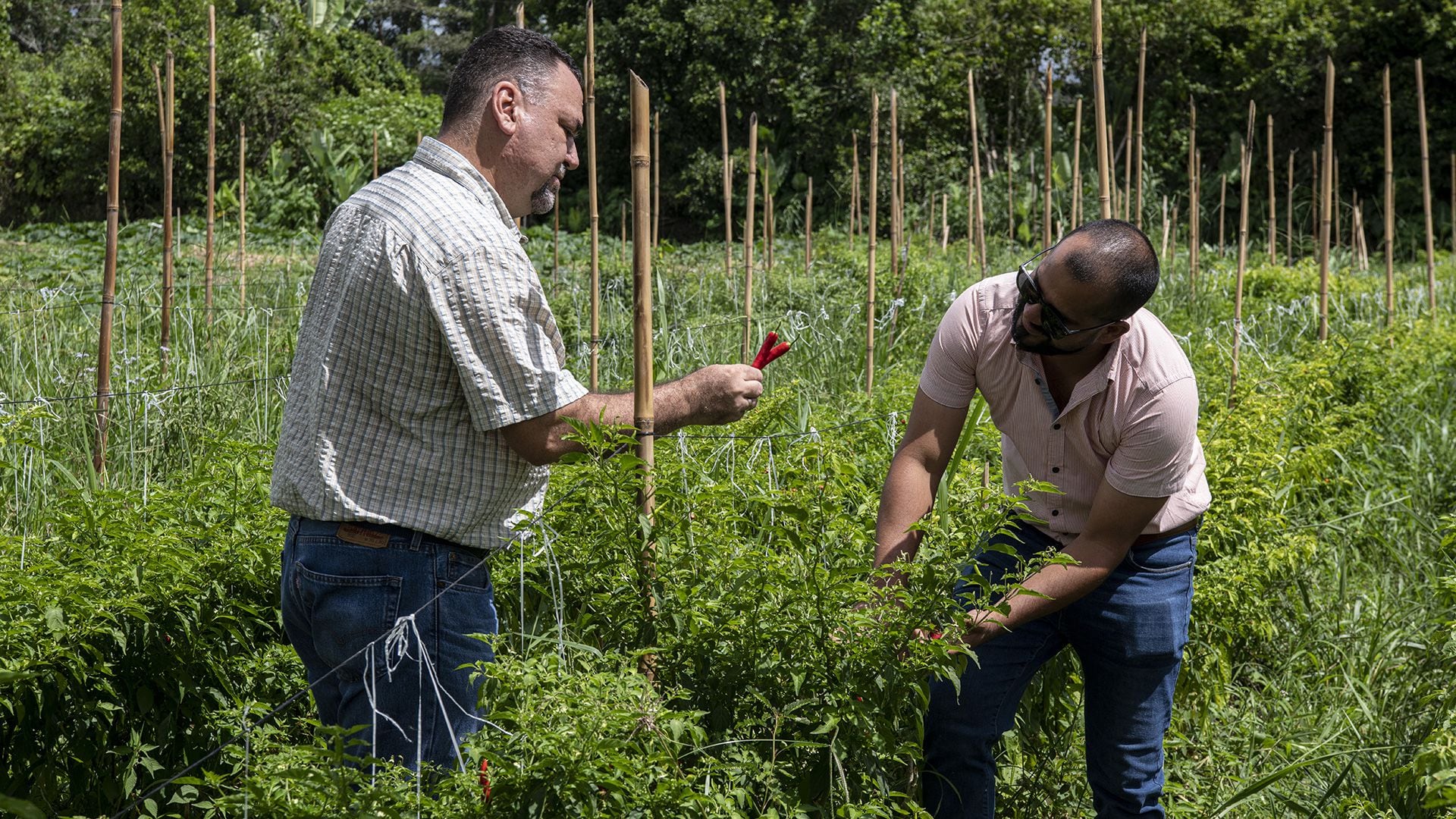 Científicos del Centro Agronómico Tropical de Investigación y Enseñanza (CATIE) recogen chiles para extraer sus semillas y almacenarlas en su banco de semillas, en Turrialba, Costa Rica  (AFP)