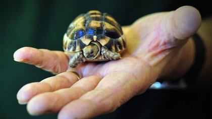 Normalmente la salmonella se encuentra en la piel de animales como las tortugas (Foto: Archivo)
