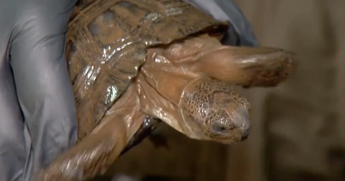 Ecuador: They found 16 Galapagos tortoises and 55 stuffed seahorses during a raid