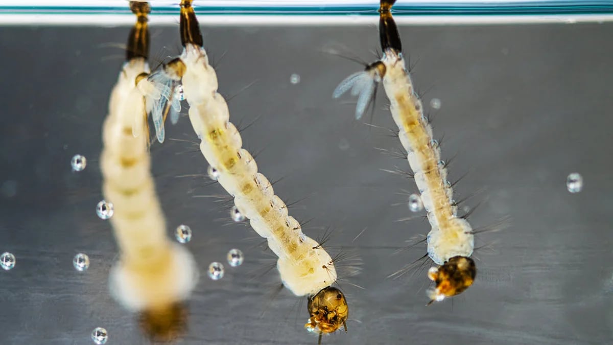Dengue: cómo el mosquito transmite el virus a sus crías que aún no nacieron