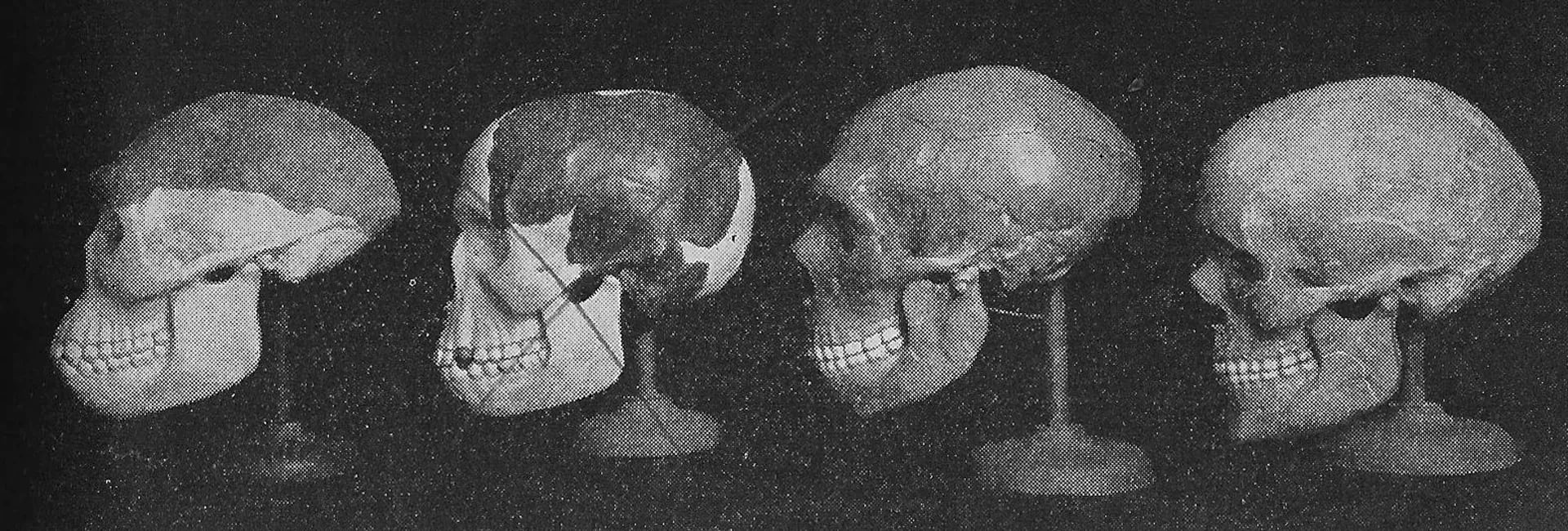 Los cuatro hombres originarios: el hombre de Java, Piltdown -tachado-, neanderthal y el hombre de Cromañón en la edición de 1952 del libro “Elementos de la Biología”. Un año después, el fraude quedaba desarticulado