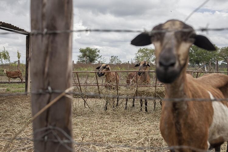 Cabras en uno de los empobrecidos campos venezolanos. La escasez de vacunas ha ido mermando drásticamente los stocks de ganado (Fabiola Ferrero/Bloomberg)