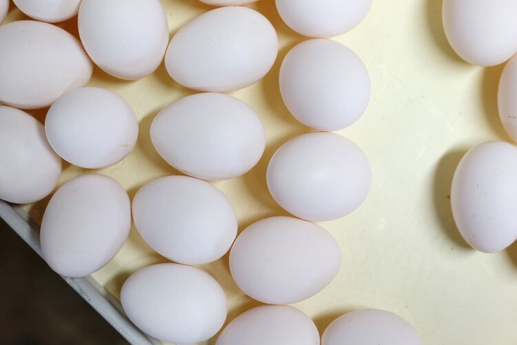 Dos huevos al día triplican el riesgo de enfermedad cardiovascular. (Shannon VanRaes/Bloomberg)
