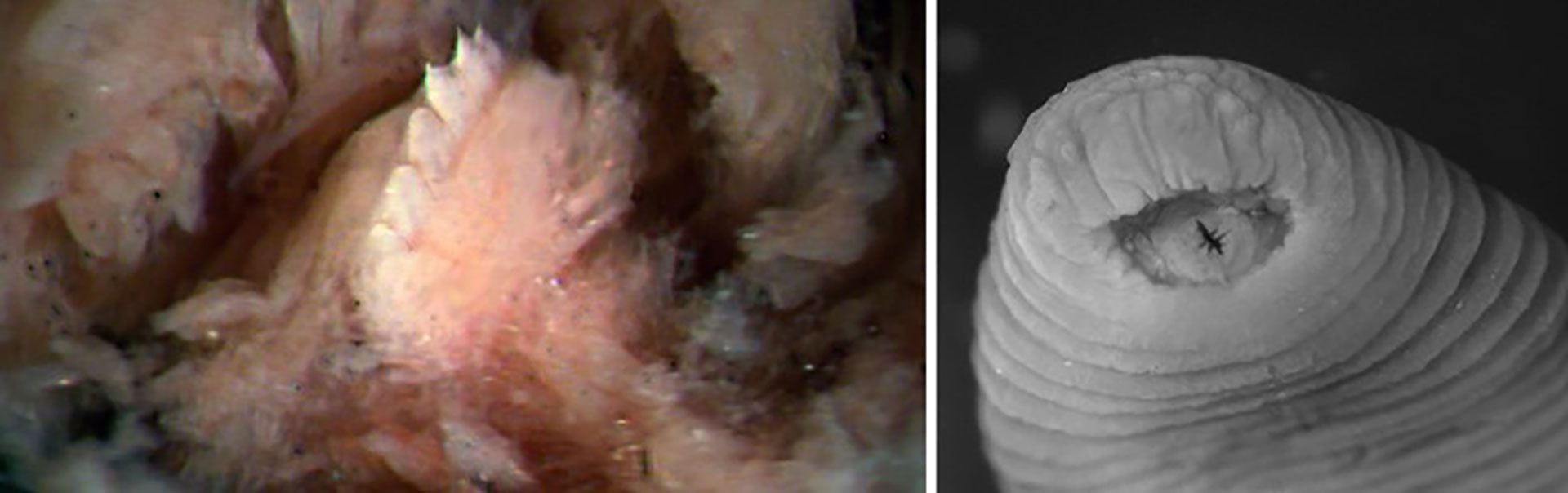 La sanguijuela tiene dientes inisuales y largos, aunque sus mordiscos son "relativamente pequeños", según los científicos (Gentileza: Phillips AJ, Arauco-Brown R, Oceguera-Figueroa A, Gomez GP, Beltrán M, Lai YT)