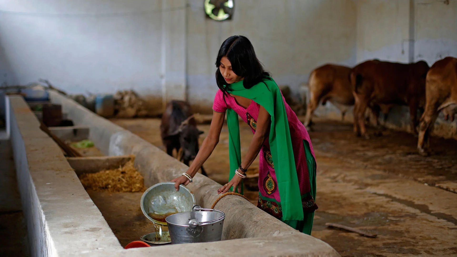 Susheela Kumari, asistente que destila orina bovina en un tinglado cerca de Nueva Delhi (Bloomberg)