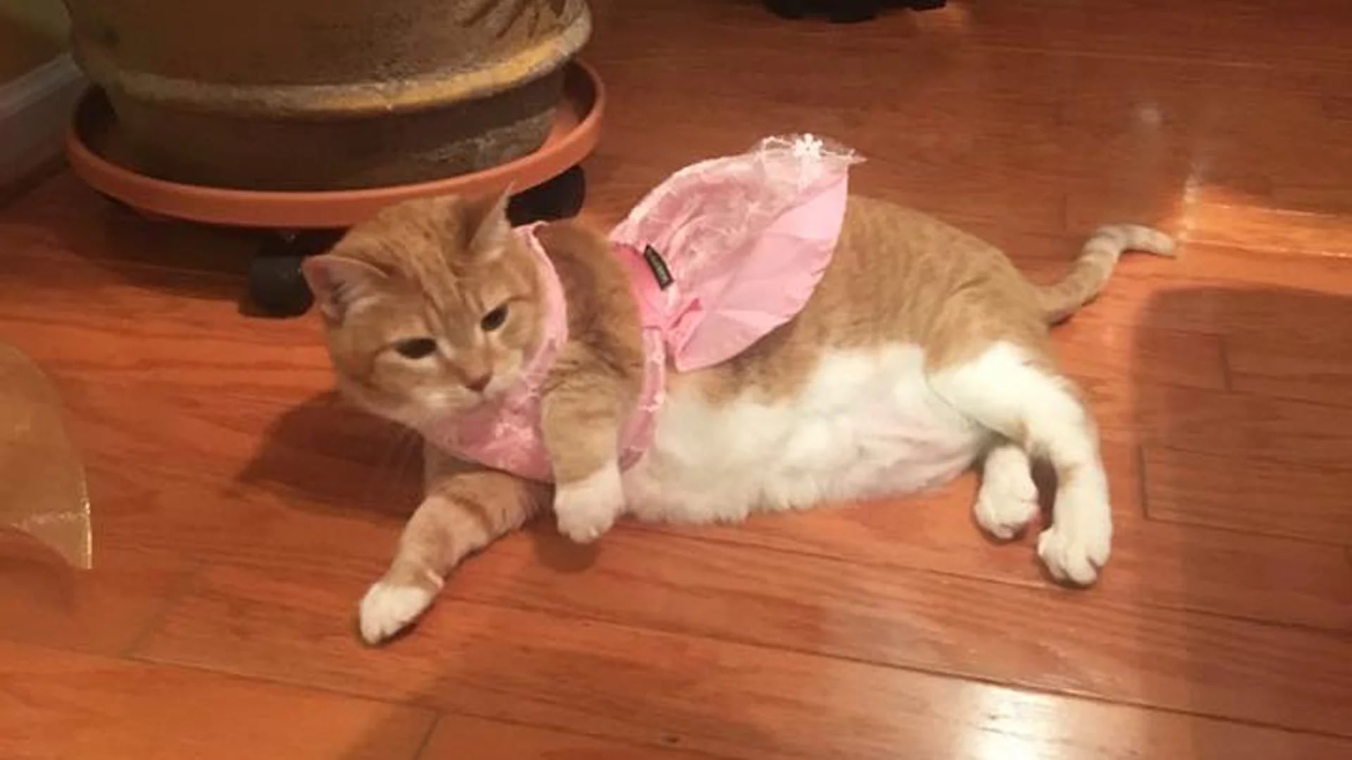 Su inusual pero elegante atuendo fue comprado por Internet a través de Amazon (Facebook Quinceañera Cat)