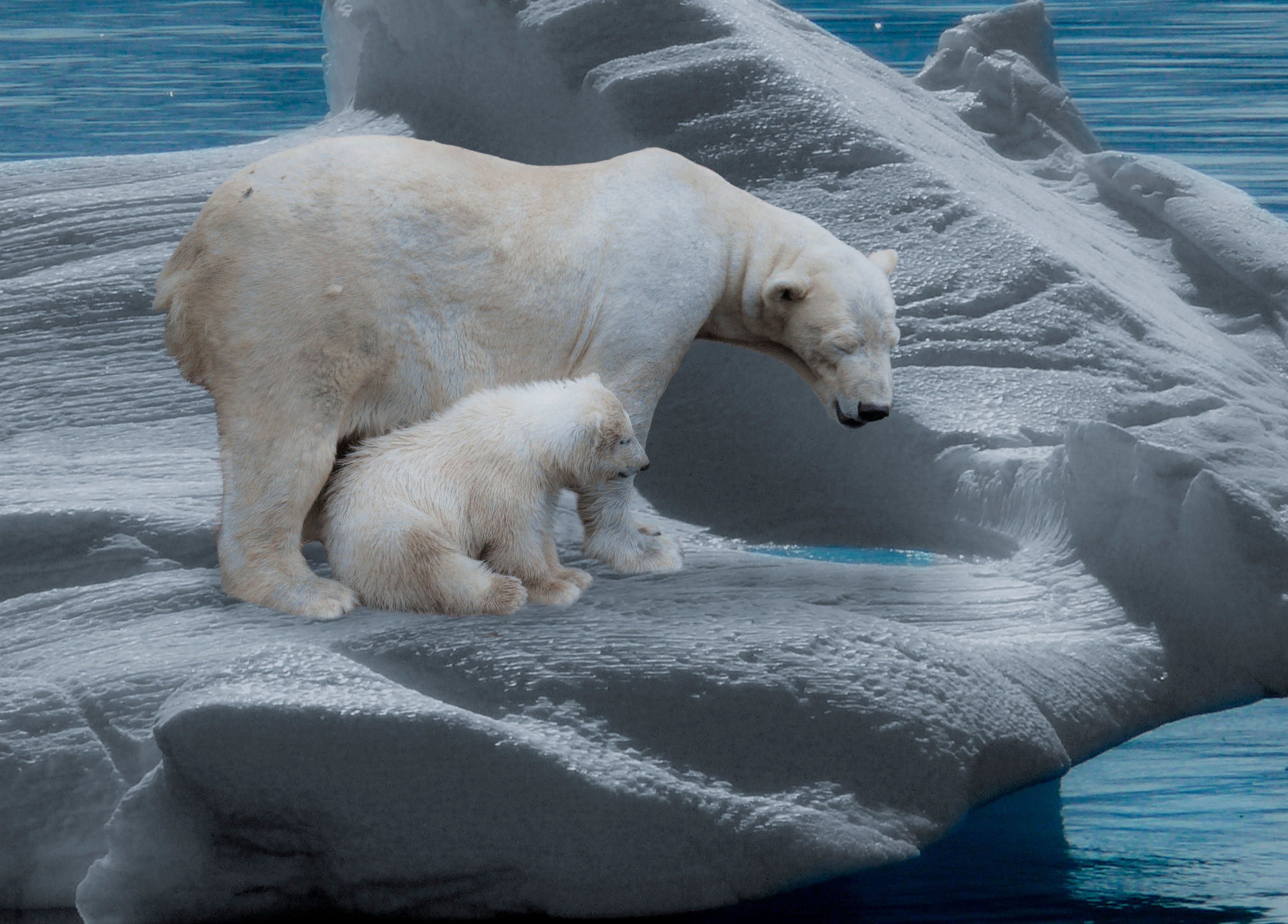 Los hielos se derriten y amenazan el hábitat de los osos polares - Infobae