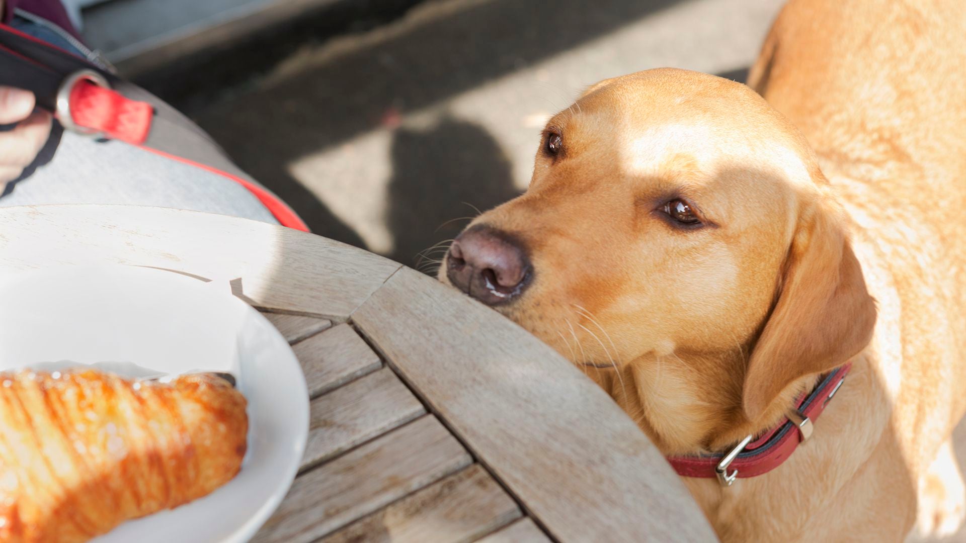 Los perros piden cualquier tipo de comida a sus tutores (Getty Images)