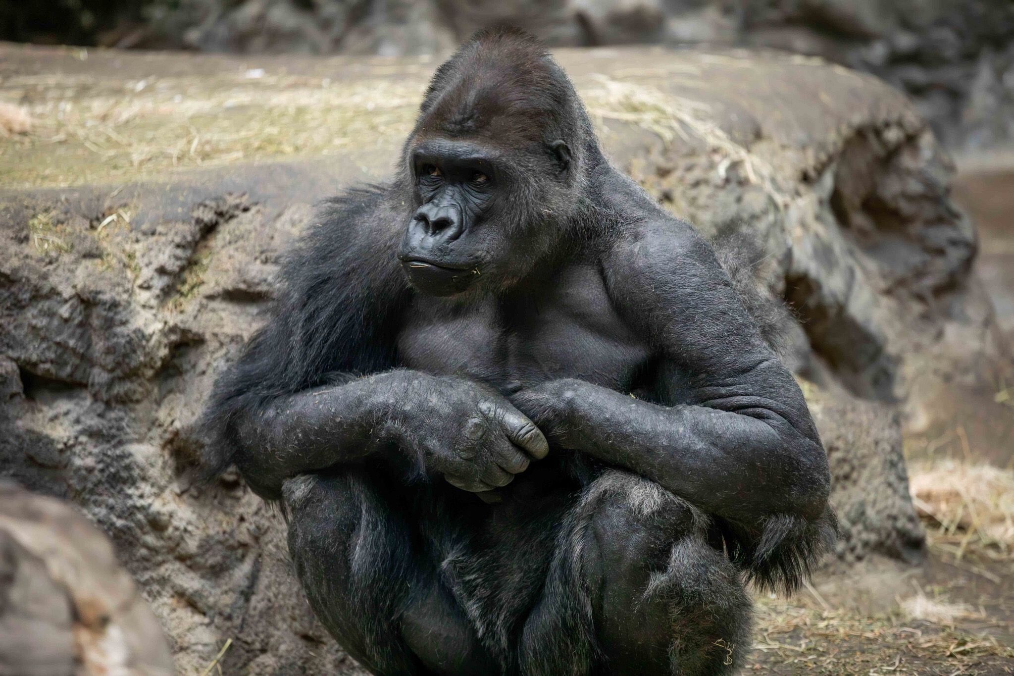 Koga murió a causa de un evento cardíaco, según informaron las autoridades del zoológico. (Facebook/The Buffalo Zoo)Koga, gorilas, animales, mascotas, muerte, zoológicos, Nueva York, Estados Unidos, primates, simios