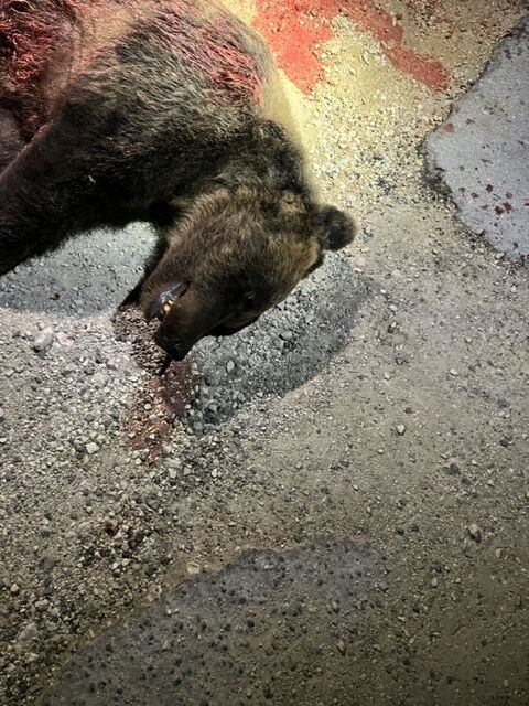 IMAGEN SENSIBLE. La osa Amarena yace en una calle tras ser asesinada a tiros, en San Sabastiano Dei Marsi, Italia, 31 de agosto de 2023. Carabinieri/Handout via REUTERS