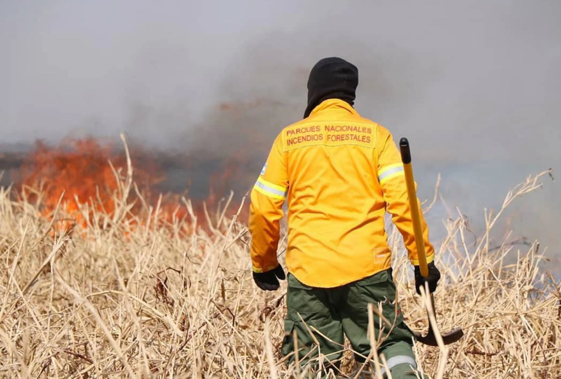 Desde hace varios días, ocurren incendios en el área del Delta del Paraná, afectando los humedales y todo el ecosistema