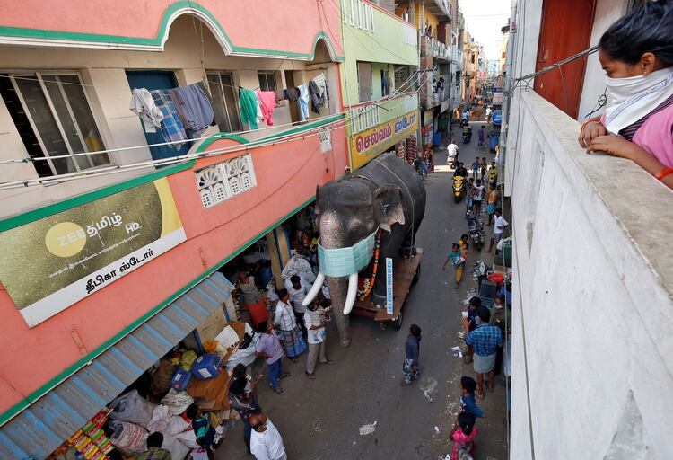 Para generar conciencia: la réplica de un elefante con un barbijo es paseado por las calles de la ciudad de Chennai tras la aparición del virus en India (Reuters)