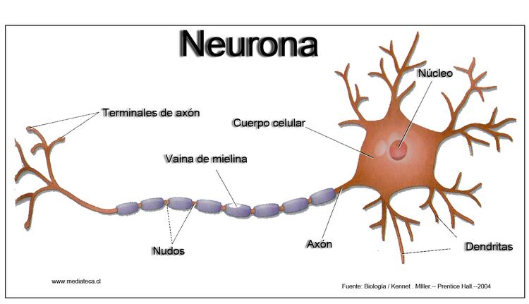 Estructura de la neurona.(Wikipedia)