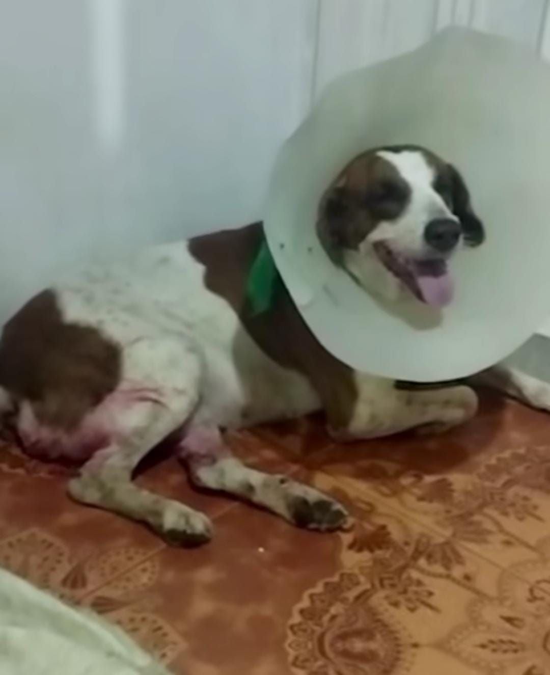 Mientras violaba a una perra, grabaron en video a un hombre en Florencia,  Caquetá - Infobae