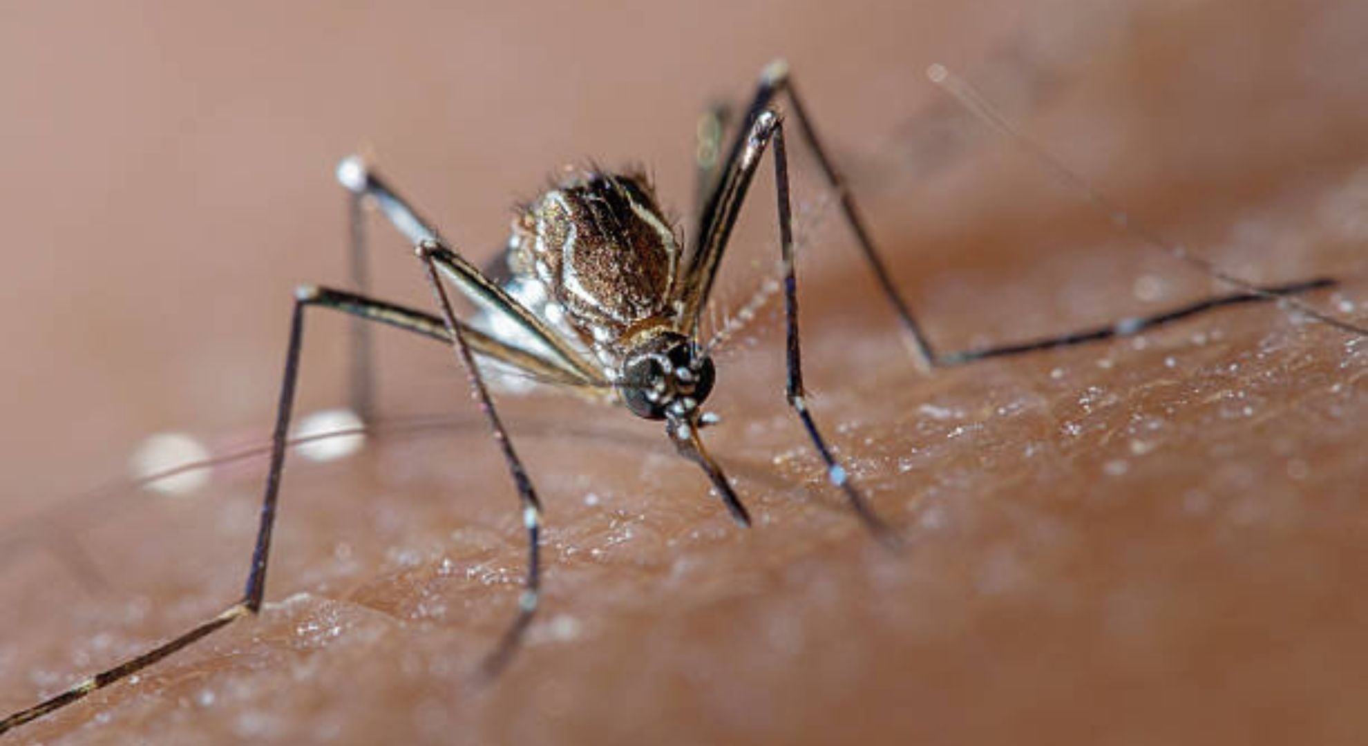 mosquito Aedes Aegypty