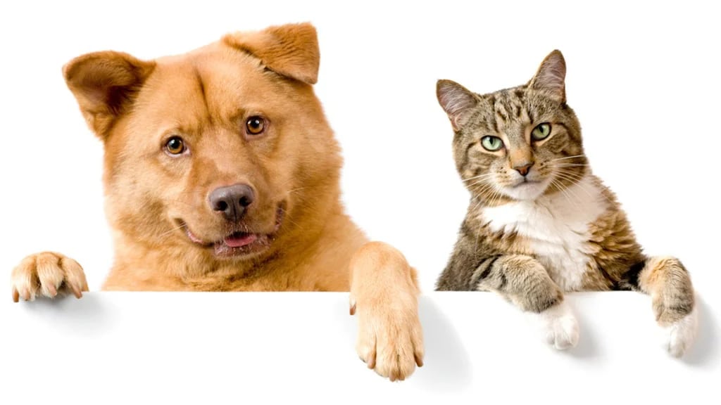 Los perros y los gatos comparten muchos aspectos en su salud. (Shutterstock)