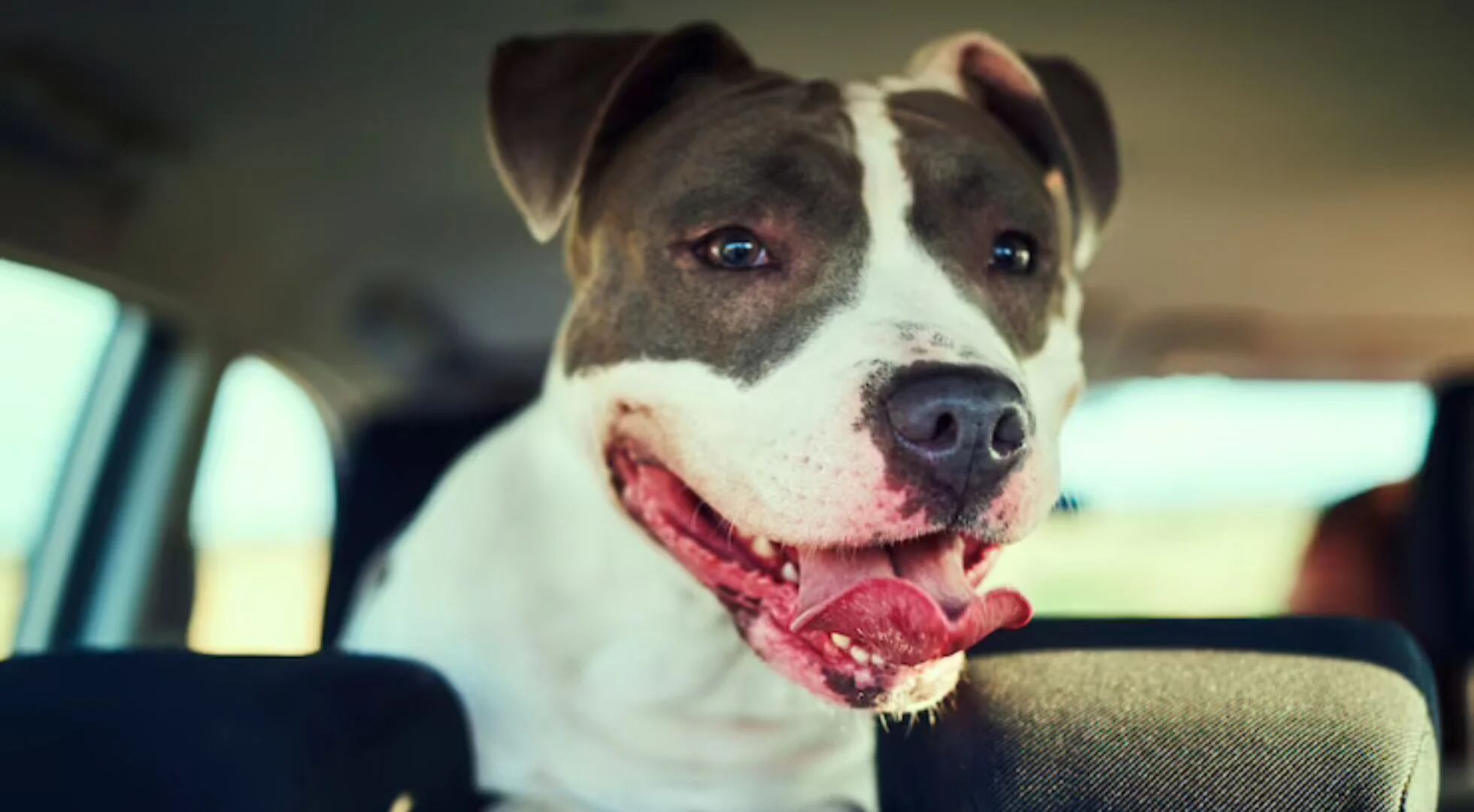 “Consecuencias mortales en pocos minutos”: por qué nunca debes dejar a tu perro dentro del coche con altas temperaturas