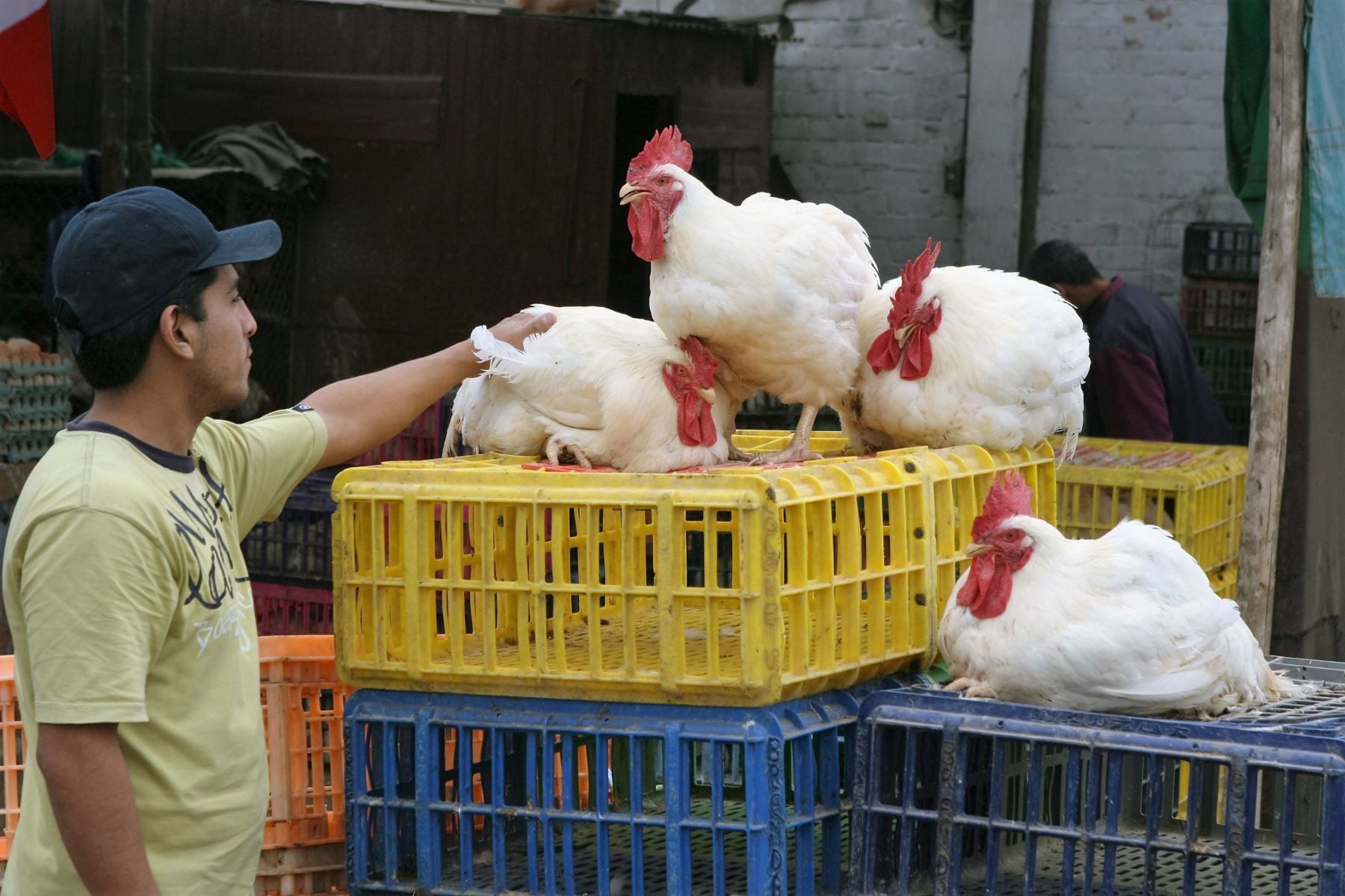 Consumir carne o huevos de aves no expone a contagios por gripe aviar. (Andina)