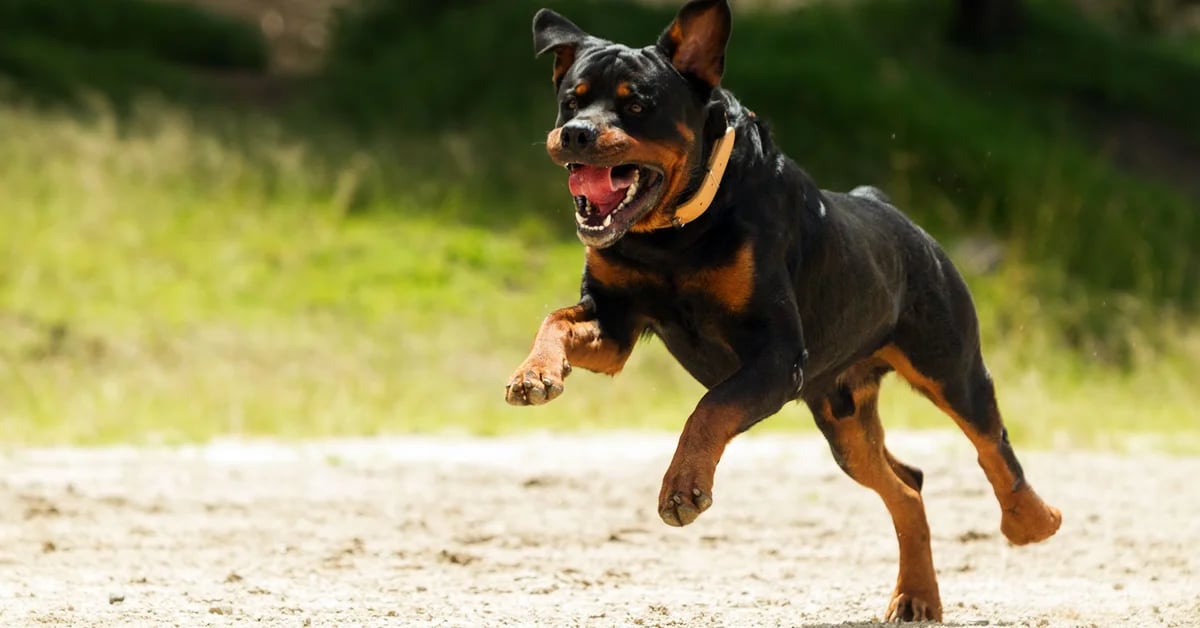 Another attack by a rottweiler: a baby remains hospitalized in serious condition in Salta