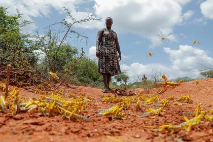 La agricultora keniata Mwende Kimanzi trata de ahuyentar las langostas que quedaron después de que un enjambre descendiera sobre sus cultivos en la región de Kyuso, el 18 de febrero de 2020 (REUTERS/Baz Ratner)
