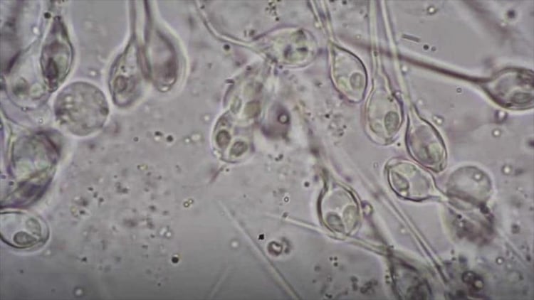 La revista Science Alert destacó que este descubrimiento no solo cambia nuestra comprensión de cómo puede funcionar la vida en la Tierra