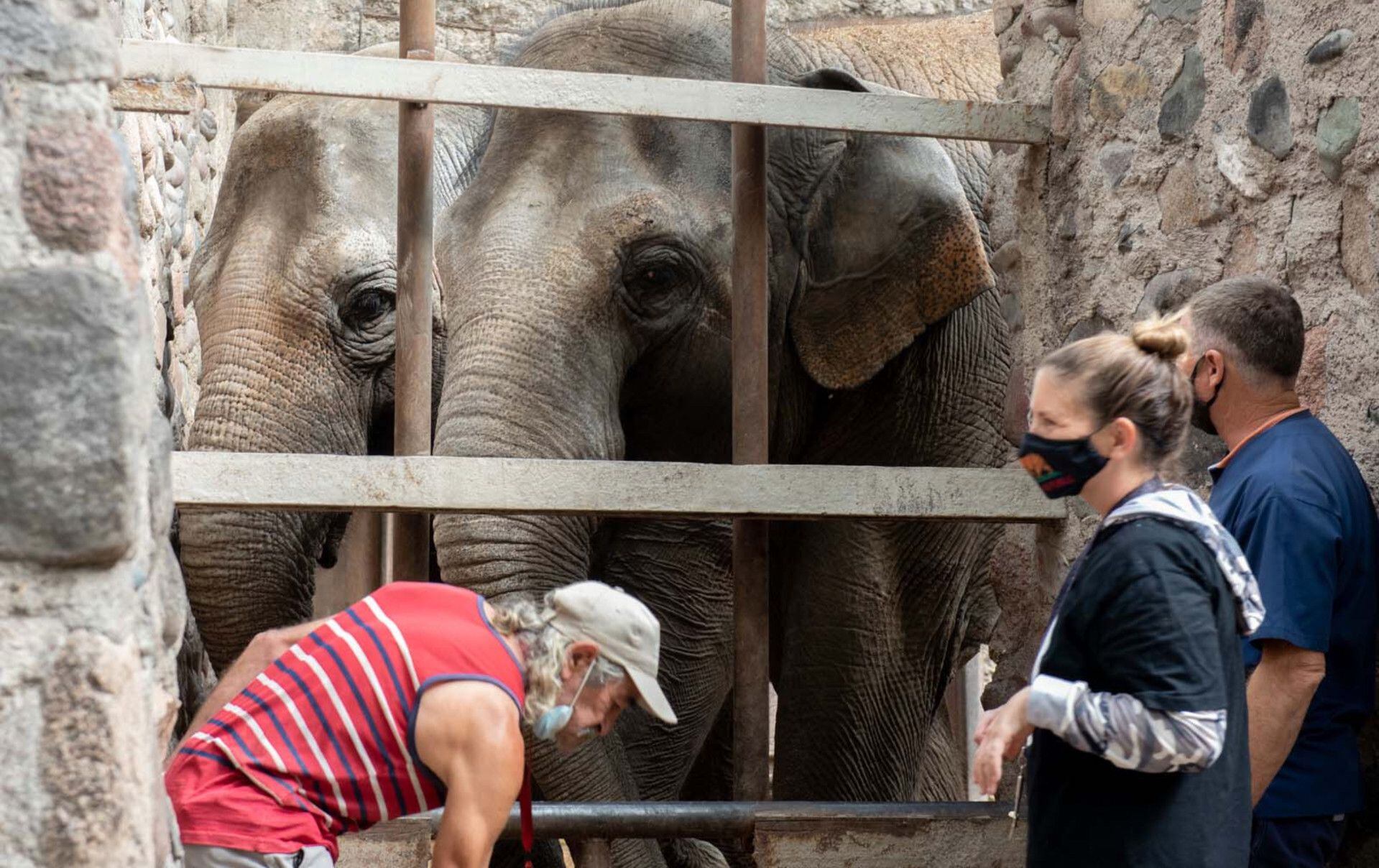 Aprobaron viaje de elefantas a Brasil (Télam)