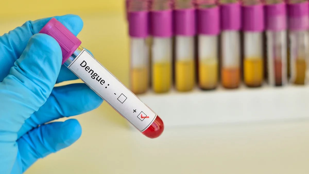 Coinfecciones de dengue: qué dicen los expertos sobre su gravedad y cuál es la diferencia con un cuadro común