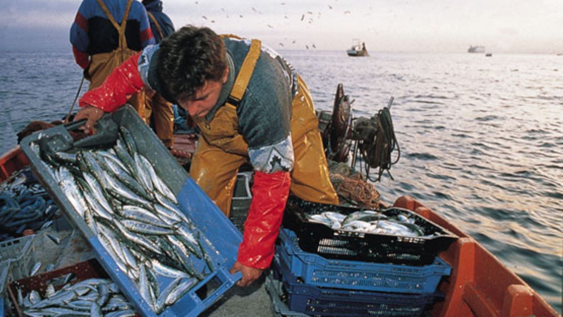 Especialista explicó que debido a que el mar se calentará más aparecerán otras especies.| Andina