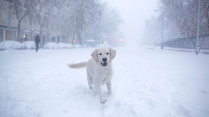 Un perro corre en la nieve (Benjamin CREMEL / AFP)