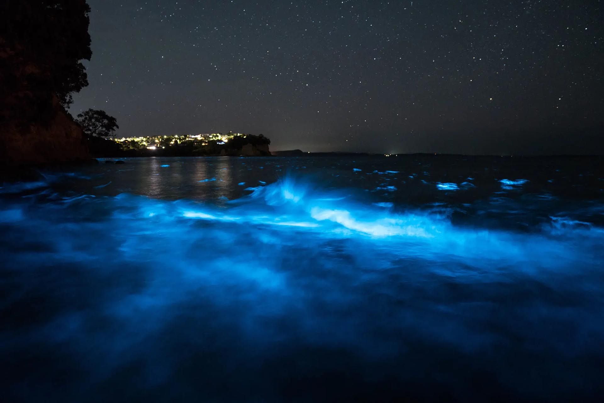 Biolumineszenz in Fotos: So sieht es im Nachtmeer Neuseelands aus - Infobae