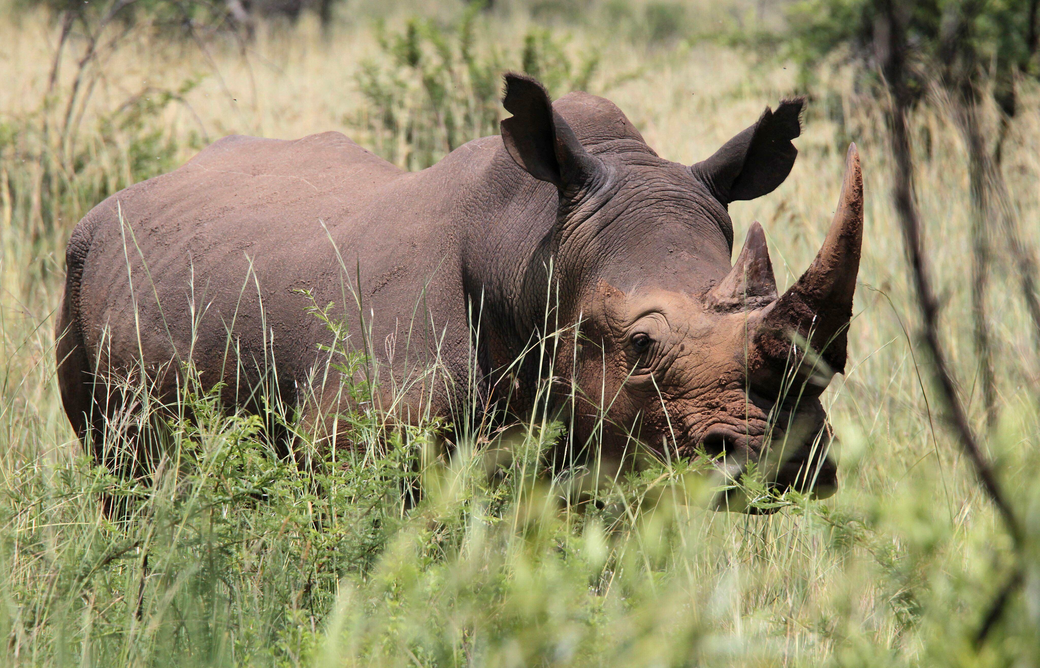Los rinocerontes son una de las especies que corren peligro de extinción debido a la caza indiscriminada, por eso son protegidos en reservas naturales (EFE/Jon Hrusa)