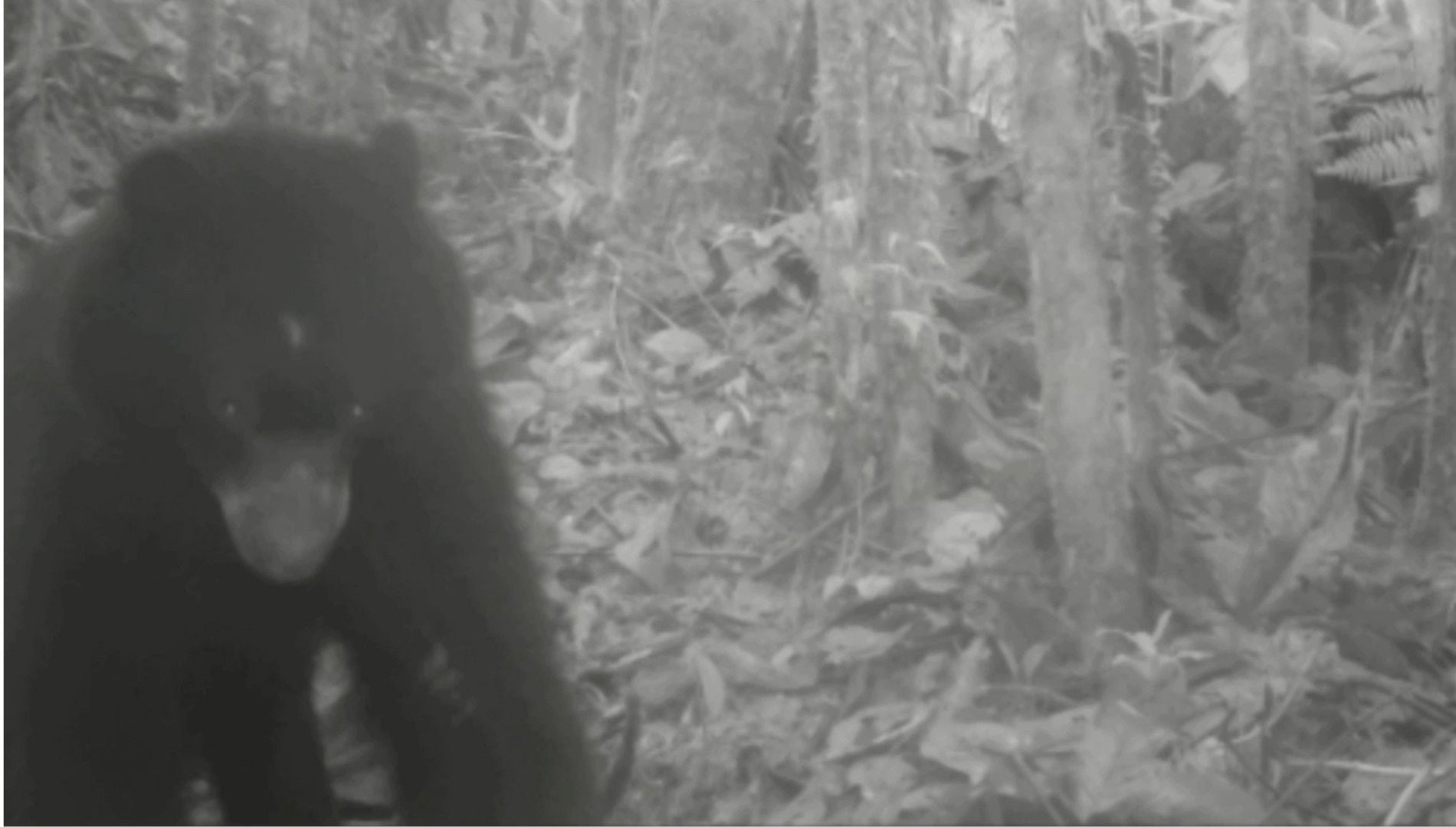 El oso de anteojos fue detectado en el Parque Nacional Natural de Paramillo. Foto: Instituto Humboldt