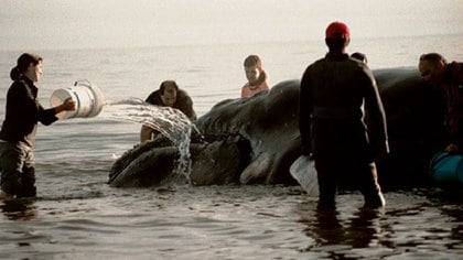 Las imágenes muestran el dramático rescate del cetáceo