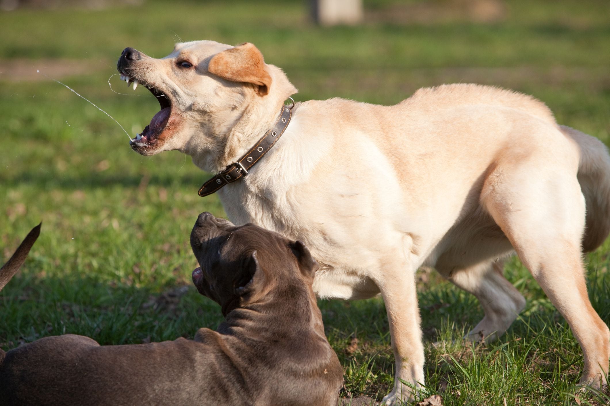 Siempre la agresión tiene que ver con un anticipo, siempre el perro te lo va a advertir, te lo va a advertir con el gruñido, pero existen múltiples causas por las cuales un perro puede agredir (Getty)