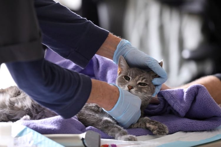 Imagen de archivo de una veterinaria examinando a una gata en medio de protocolos de seguridad por el coronavirus, en Manhatta, Nueva York, EEUU, Marzo 31, 2020 REUTERS/Caitlin Ochs