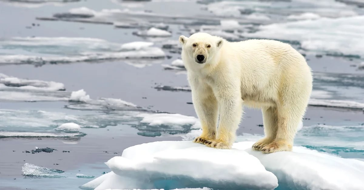 Two new studies have warned that Arctic ice is melting faster than expected