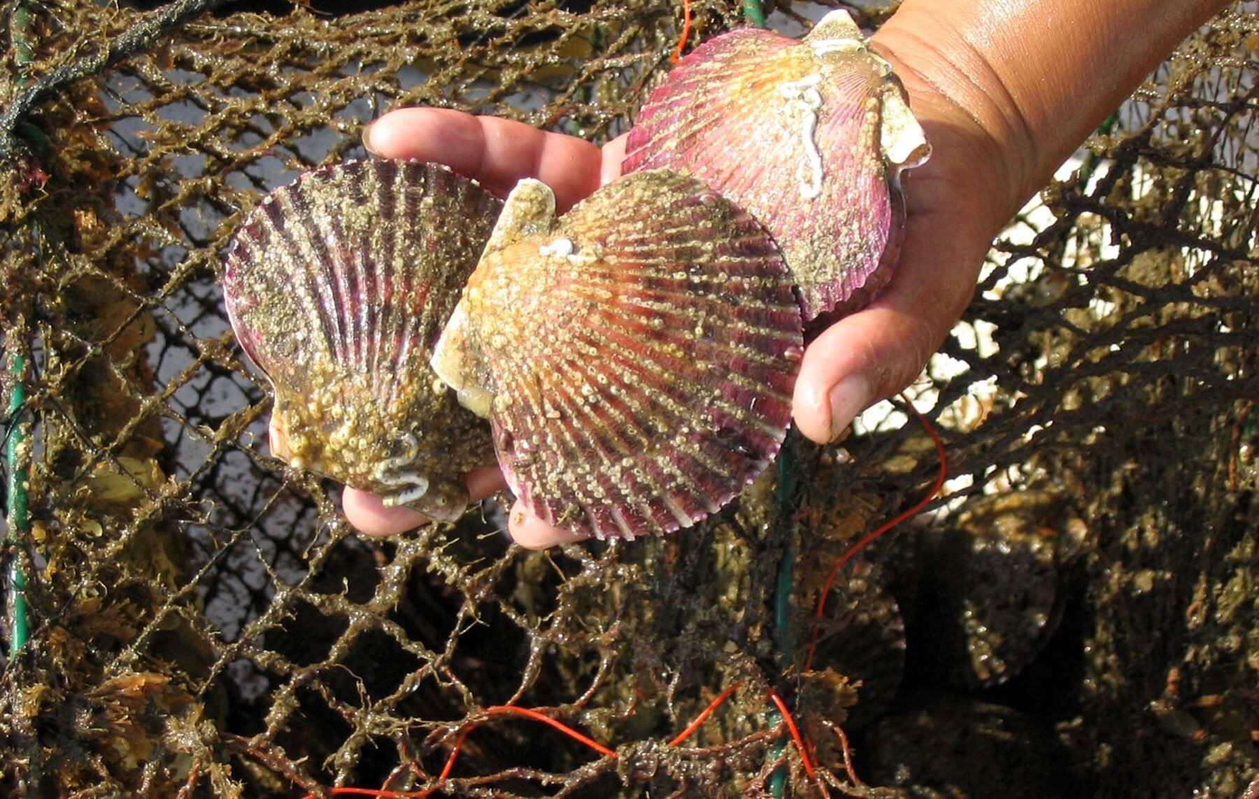 Produce establece en 74 toneladas el límite de captura de las conchas de abanico