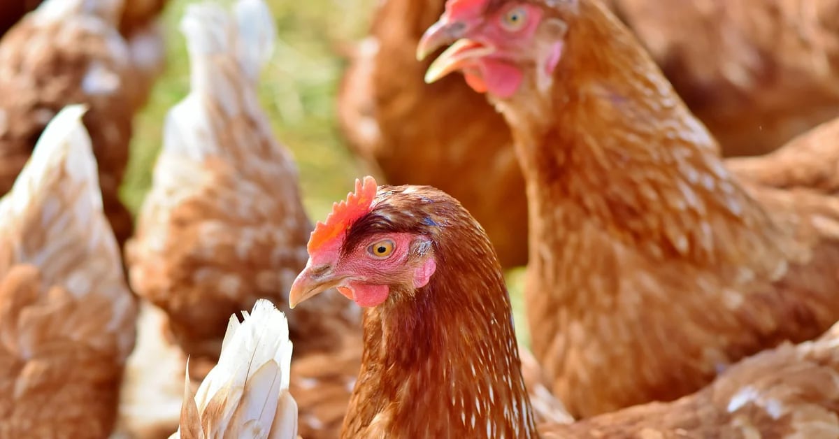 How dangerous bird flu is for humans and what precautions should be taken, experts say